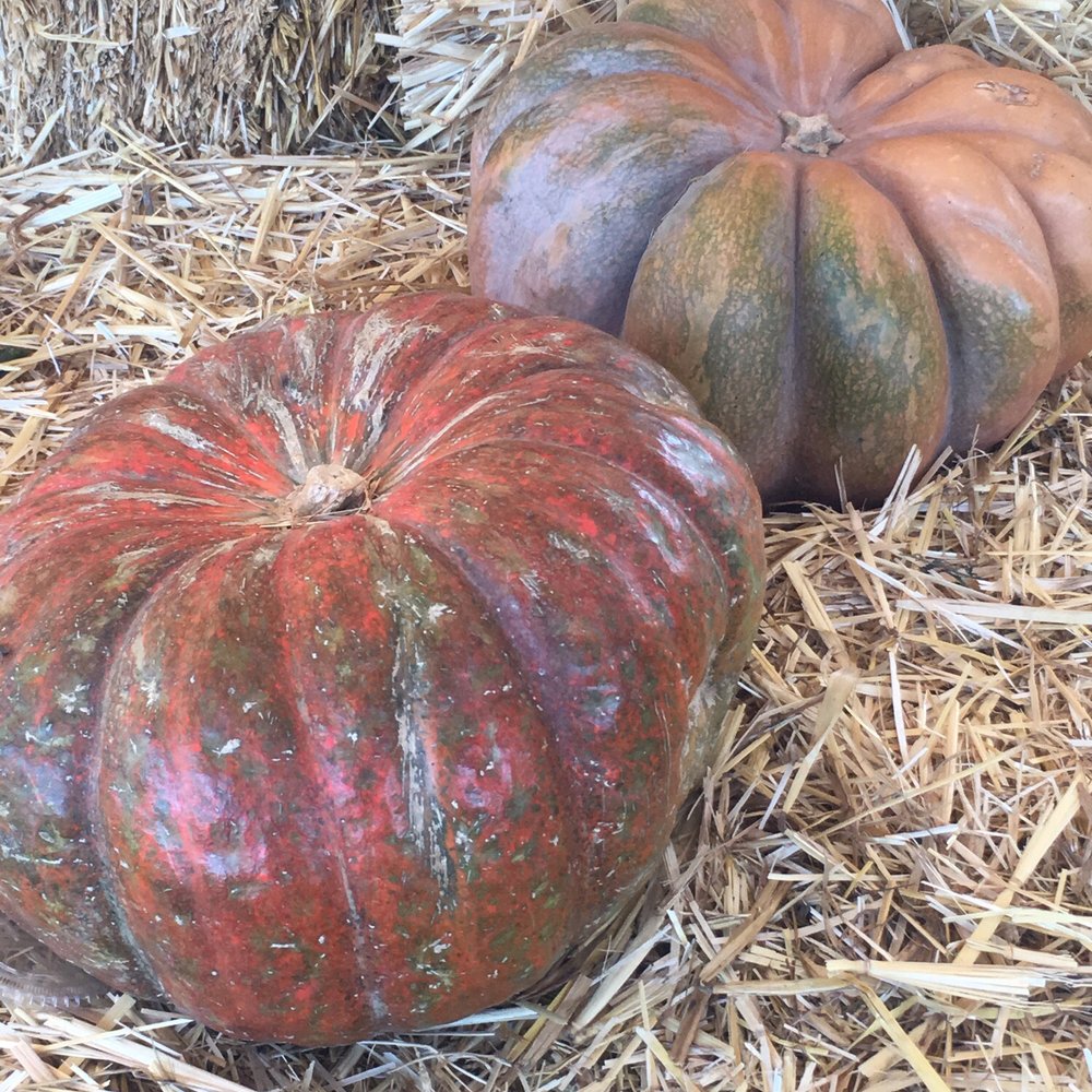 The Great Peter Pumpkin Patch - Pumpkin Patches Near Me - Petaluma, California The Great Peter Pumpkin Patch - Pumpkin Patches Near Me - Petaluma, California