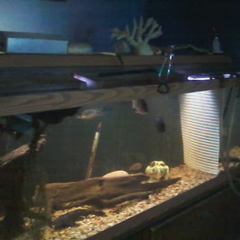 Big Fish Little Fish - Fish tank, Dec 30, 2014 - Pet Stores Near Me - Somerville, Massachusetts Big Fish Little Fish - Fish tank, Dec 30, 2014 - Pet Stores Near Me - Somerville, Massachusetts