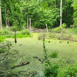 South River Farm Park - Swamp