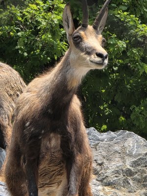Alpenzoo Innsbruck - Tirol by null