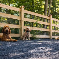 Opportunity Barks Behavior & Training - Opportunity Barks Quakertown Farm
