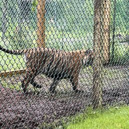 A tiger A tiger
