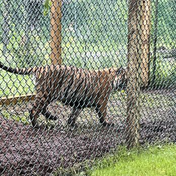 York Wild Kingdom - A tiger - Amusement Parks Near Me - York, Maine York Wild Kingdom - A tiger - Amusement Parks Near Me - York, Maine