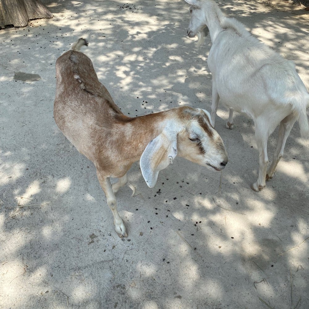 Chattanooga Zoo At Warner Park - Amusement Parks Near Me - Chattanooga, Tennessee