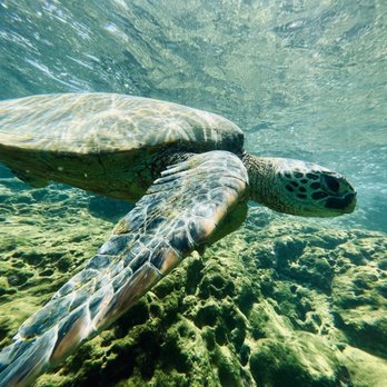 Zephyr Maui - Giant sea Turtle - Snorkeling Near Me - Kihei, Hawaii Zephyr Maui - Giant sea Turtle - Snorkeling Near Me - Kihei, Hawaii