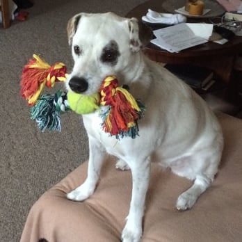 The Animal Keeper - Beachley, two ropes and a tennis ball! - Pet Training Near Me - Oceanside, California