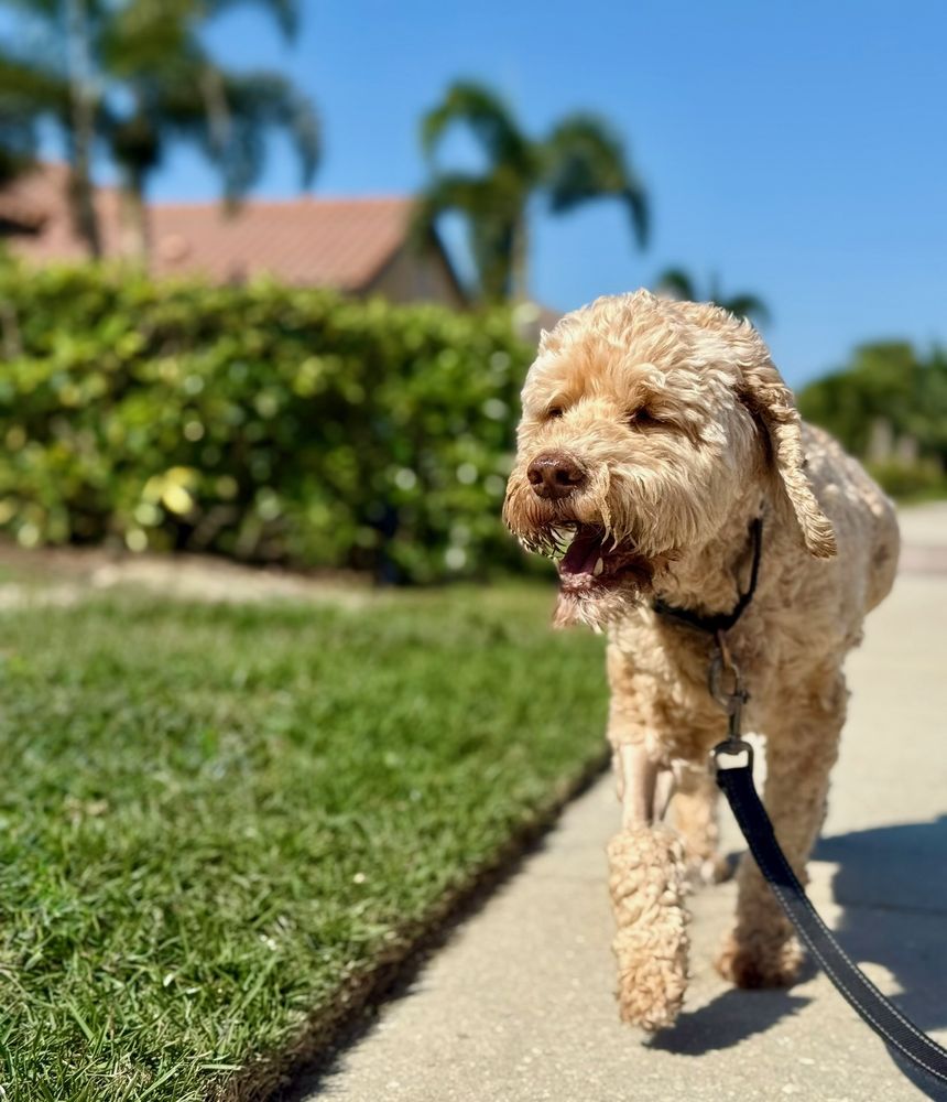 Glad Wags Image