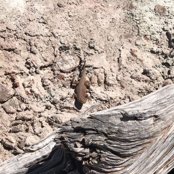 Arches National Park - found a friend, hiding from possible predators (us) - Parks Near Me Arches National Park - found a friend, hiding from possible predators (us) - Parks Near Me