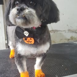 Grooming by Cholena - Halloween ready!