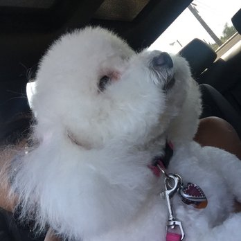 Pet's Choice Grooming - Pet Groomers Near Me - Temple City, California Pet's Choice Grooming - Pet Groomers Near Me - Temple City, California