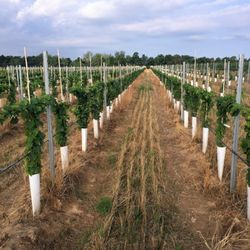 Double A Vineyard - New Certified Block