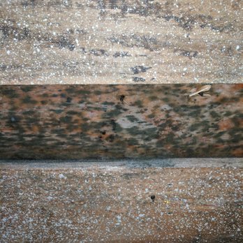 Allways Roofing - Mold - Roofing Near Me - Snohomish, Washington Allways Roofing - Mold - Roofing Near Me - Snohomish, Washington