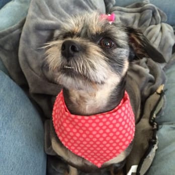 Ann's Pet Grooming - All pretty after her new haircut! - Pet Groomers Near Me - Brea, California Ann's Pet Grooming - All pretty after her new haircut! - Pet Groomers Near Me - Brea, California