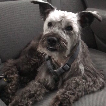 City Pets - Pet Groomers Near Me - Chicago, Illinois