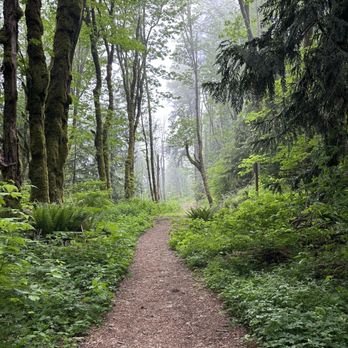 Tiger Mountain State Forest - Heading into the forest - Parks Near Me - Snoqualmie, Washington