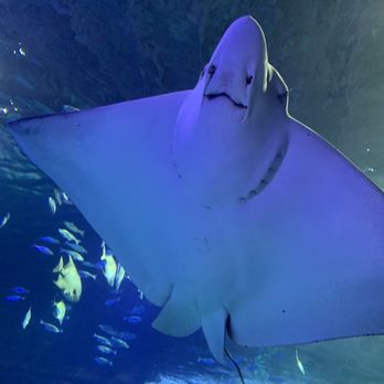 Aquarium At The Boardwalk - Stingray right over our heads! - Aquariums Near Me - Branson, Missouri