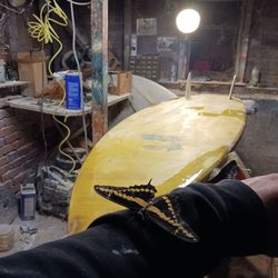 Working on a vintage twin fin a butterfly or large moth flew into the shop and landed on my arm