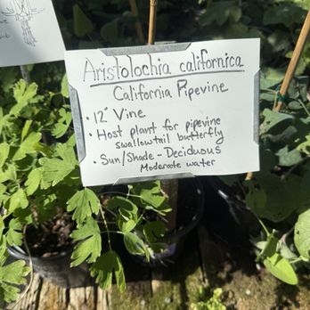 Bee's Nursery and Garden - CA Native plants. - Nurseries & Gardening Near Me - Sacramento, California