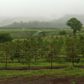 Ka'u Coffee Mill - Coffee farms - Coffee & Tea Near Me - Pahala, Hawaii Ka'u Coffee Mill - Coffee farms - Coffee & Tea Near Me - Pahala, Hawaii