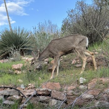 Zion Red Rock Villa - Deer by the cottage - Venues & Event Spaces Near Me - Rockville, Utah Zion Red Rock Villa - Deer by the cottage - Venues & Event Spaces Near Me - Rockville, Utah