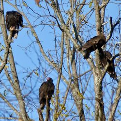 Stony Brook Millstone Watershed Association - Some of the friendly locals who'll hungrily track your progress along the trails.