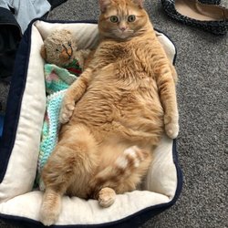 Shelter Angels - Ophelia lounging about 2 1/2 years old now. My modern day Garfield