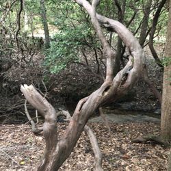 Hiking Trail