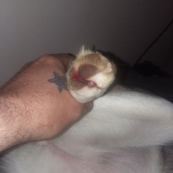 Precious Paws Pet Grooming - 3 of my dogs feet were like this after they cut her nails almost back to the paw. - Pet Groomers Near Me - Elizabethton, Tennessee Precious Paws Pet Grooming - 3 of my dogs feet were like this after they cut her nails almost back to the paw. - Pet Groomers Near Me - Elizabethton, Tennessee