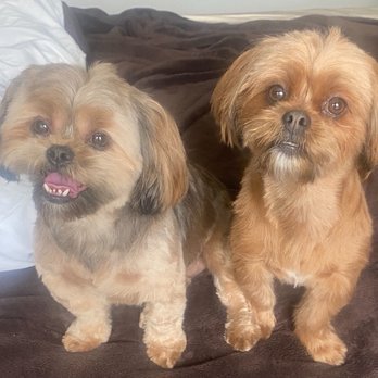 Happy Spa Dogs Mobile Grooming - Lacy and Lucy after their haircut from Gabby. Gabby did a great job! - Pet Groomers Near Me