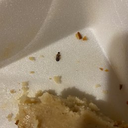 Bug, it maybe a roach  but can't tell as it was completely flattened.