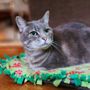 Photo of Uncle Jay Cat Sits