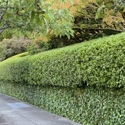 Curb Appeal Gardener