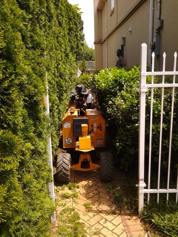 Amboy Tree Service - tree service in Staten Island, NY