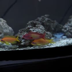Cinco Ranch Aquariums