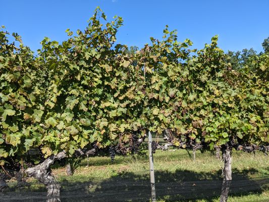 Wolf Mountain Vineyards by null