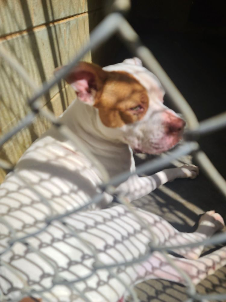 PANHANDLE ANIMAL WELFARE SOCIETY Updated August 2024 28 Reviews 752 Lovejoy Rd NW, Fort