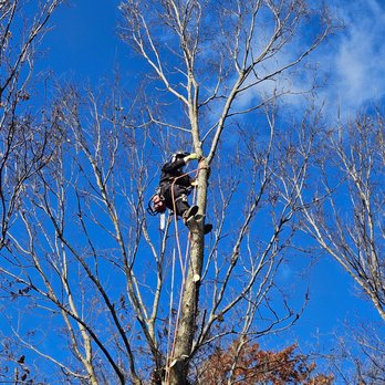 Hill Tree - Tree Services Near Me Hill Tree - Tree Services Near Me