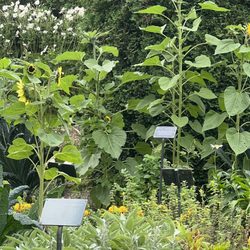 Shakespearean Gardens