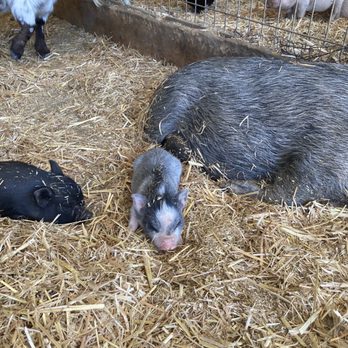 SoCalMiniPigs - Pet Breeders Near Me - Valley Center, California SoCalMiniPigs - Pet Breeders Near Me - Valley Center, California