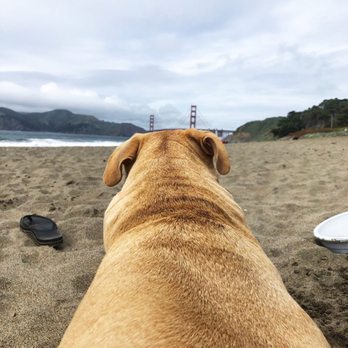 Baker Beach - #kikothedog My boy Kiko enjoying the beach and the views - Parks Near Me - San Francisco, California Baker Beach - #kikothedog My boy Kiko enjoying the beach and the views - Parks Near Me - San Francisco, California