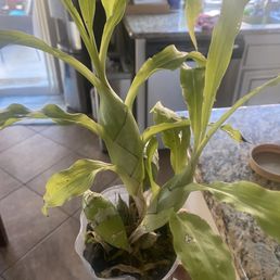 Hi, I bought an orchid from you yesterday and there was no tag.  Can you tell me what type of orchid it is?
