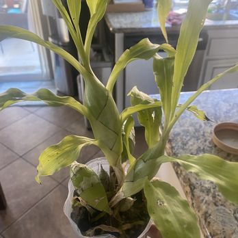 Norman's Orchid Nursery - Hi, I bought an orchid from you yesterday and there was no tag.  Can you tell me what type of orchid it is? - Nurseries & Gardening Near Me - Montclair, California