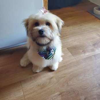 Cute Cuts - Our 4 month old puppy, Chessie, after her first haircut! - Pet Groomers Near Me - Hillsboro, Oregon Cute Cuts - Our 4 month old puppy, Chessie, after her first haircut! - Pet Groomers Near Me - Hillsboro, Oregon