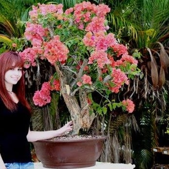 Miami Tropical Bonsai - Beautiful Orange Bougainvillea Bonsai Tree - Nurseries & Gardening Near Me - Miami, Florida Miami Tropical Bonsai - Beautiful Orange Bougainvillea Bonsai Tree - Nurseries & Gardening Near Me - Miami, Florida