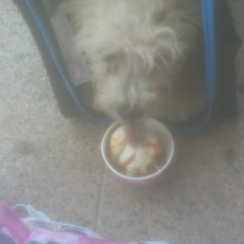 Baskin-Robbins - Percy enjoying his a sundae. Mmhmmm - Ice Cream & Frozen Yogurt Near Me - Granada Hills, California