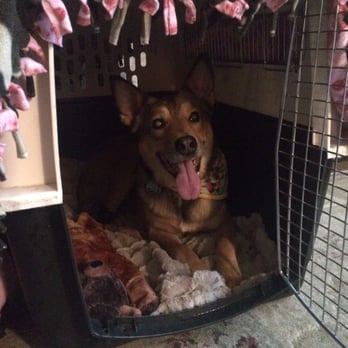 Kori's K9's Dog Training - This was Lobo while Kori was working on training him to put himself into his cave when he is anxious. - Pet Training Near Me Kori's K9's Dog Training - This was Lobo while Kori was working on training him to put himself into his cave when he is anxious. - Pet Training Near Me