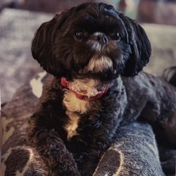 Gina's Pet Grooming - This is Bailey! This is how she looks after a groom :)