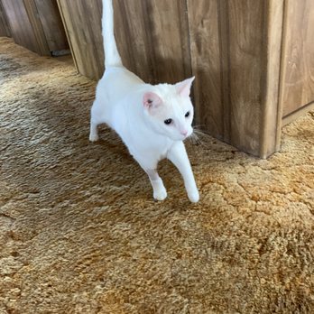 PamperPet - Pet Concierge - Handsome Buddy, special needs PamperPet client (limited vision) - Pet Sitting Near Me PamperPet - Pet Concierge - Handsome Buddy, special needs PamperPet client (limited vision) - Pet Sitting Near Me