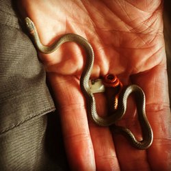 Danger Noodle Project