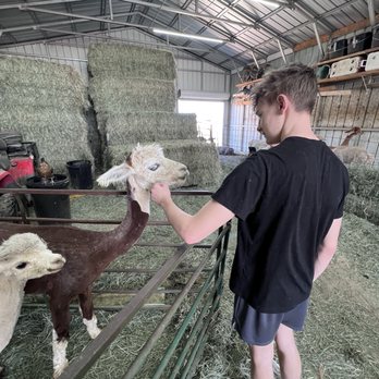Our Red Barn Ranch - Petting alpacas. - Ranches Near Me - Calhan, Colorado Our Red Barn Ranch - Petting alpacas. - Ranches Near Me - Calhan, Colorado